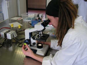 Mikrobiologische Untersuchung - den "Kleinen" auf der Spur